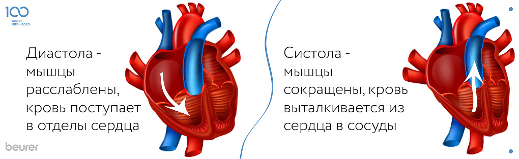 диастола - мышцы расслаблены, кровь поступает в отделы сердца.jpg
